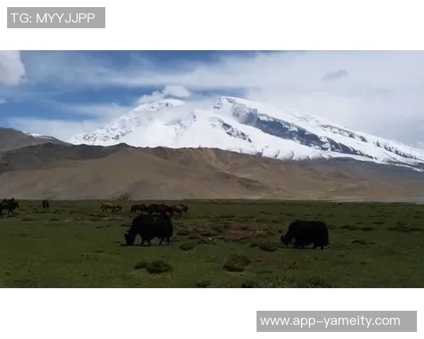 王秋明谈高原适应性问题强调自我反思与客观因素的平衡分析